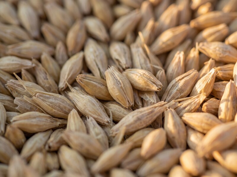 Macro photograph of golden barley grains with husks